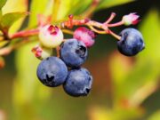 Μύρτιλο ή blueberry: ο καρπός της αντιγήρανσης