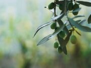 Καινοτόμα προϊόντα διατροφής βραβεύθηκαν στον διαγωνισμό ECOTROPHELIA 2020 του ΣΕΒΤ Καινοτόμα προϊόντα διατροφής