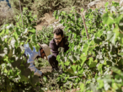 Ικάρια διατροφή: όλα τα μυστικά της Ικάρια διατροφή: όλα τα μυστικά της