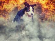 «Dogs’ Voice»: Φιλοξενία και παροχή βοήθειας σε ζώα από τις πυρόπληκτες περιοχές Dogs' Voice