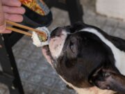 Εστιατόριο σερβίρει σούσι για σκύλους