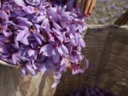 Κρόκος Κοζάνης, το χρυσάφι της ελληνικής γης Κρόκος Κοζάνης το χρυσάφι της ελληνικής γης