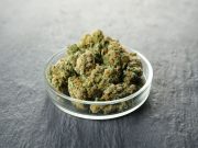 Σε ποιες περιπτώσεις χορηγείται η φαρμακευτική κάνναβη φαρμακευτική κάνναβη