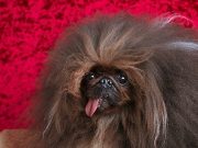 Ο πιο άσχημος σκύλος του κόσμου για το 2022 Ο πιο άσχημος σκύλος του κόσμου για το 2022