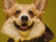 Η Pet Collection πασίγνωστου ιταλικού οίκου μόδας Pet Collection