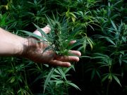 Κάνναβη: η συχνή χρήση κρύβει κινδύνους Κάνναβη