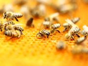 Οι μέλισσες, πηγή πληροφοριών για την υγεία των κατοίκων των πόλεων Οι μέλισσες, πηγή πληροφοριών για την υγεία των κατοίκων των πόλεων