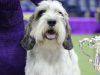 «Buddy Holly», ο νικητής στο φετινό Westminster Dog Show Buddy Holly