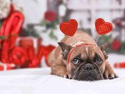 Ιδέες για να γιορτάσετε την ημέρα του Αγίου Βαλεντίνου Ιδέες για να γιορτάσω την ημέρα του Αγίου Βαλεντίνου